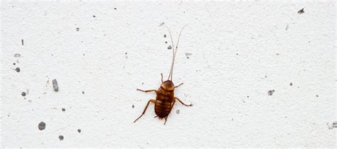 what do baby roaches look like pictures | Certain Large Blogger Stills Gallery