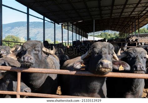 Mediterranea Italiana Black Buffalo Raised On Stock Photo 2133513929 ...