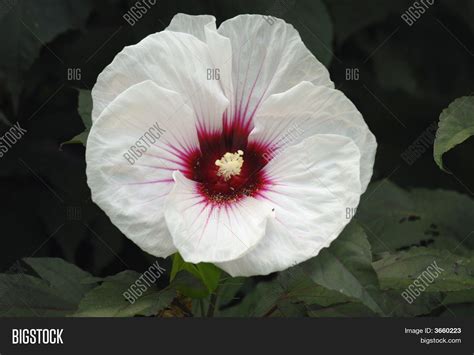 White & Burgundy Image & Photo (Free Trial) | Bigstock