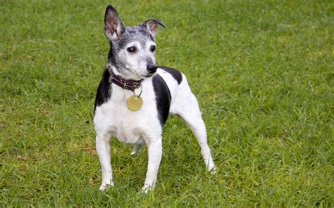 Charlie - Small Male Fox Terrier x Jack Russell Terrier Mix Dog in VIC ...