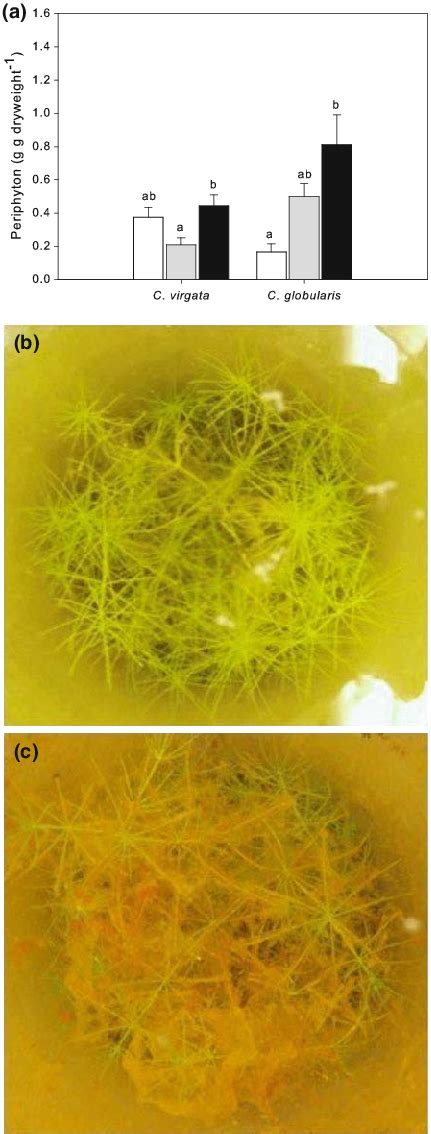 a Periphyton material on shoots in g g dry weight -1 (average ± SEM) in ...