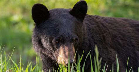 Black Bears: Behaviour, Habitat, And Conservation | IFAW