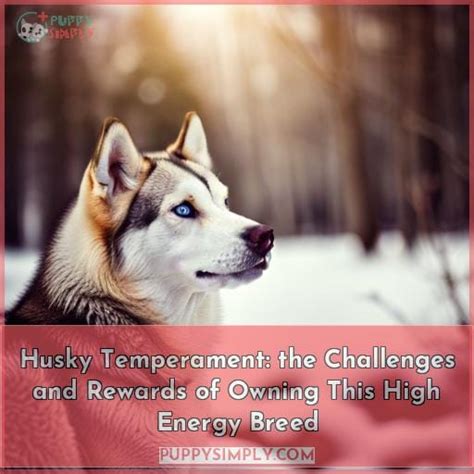 Husky Temperament: The Challenges and Rewards of Owning This High Energy Breed