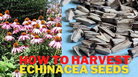 How to harvest Echinacea / Purple coneflower seeds - YouTube