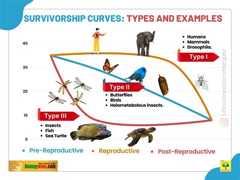 Survivorship Curves: All 3 Types And Their Important Examples