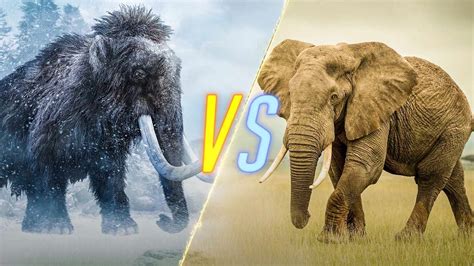 Woolly Mammoth Compared To Elephant Size