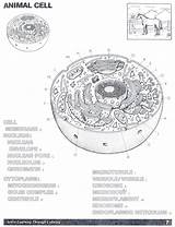 Animal Cell Coloring Page  Home sketch template