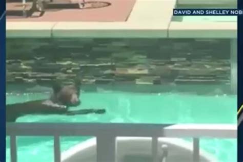 Watch: Bear cools off with swim in La Verne, Calif., pool - UPI.com