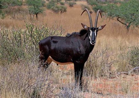 Top 10 Antelope Species in Africa