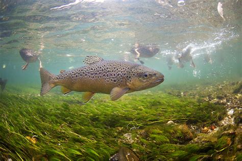 Brown Trout — Liam Marsh Photography