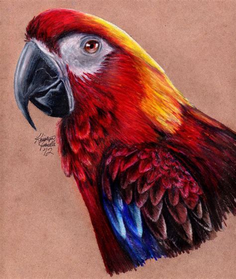 Cuban Red Macaw by KristynJanelle on DeviantArt | Parrots art, Bird art ...