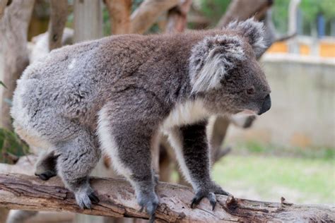 16 Wild Animals in South Australia [Wildlife in South Australia]