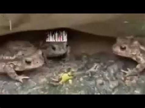 Goofy ahh Frogs - YouTube