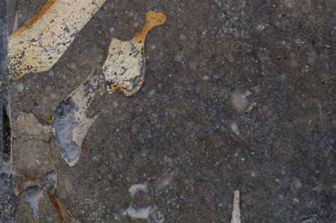 Fossils under your feet: Ancient sea cow found in Spanish street