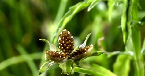 Watch This Timelapse Footage of Plants Exploding | WIRED