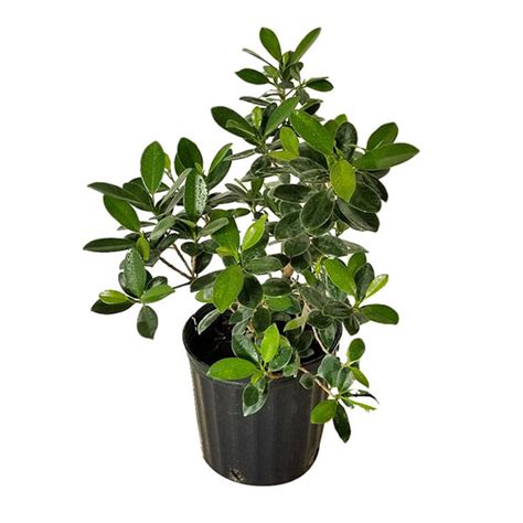 Buy Ficus microcarpa 'Green Island', Ficus 'Green Island' | Free ...