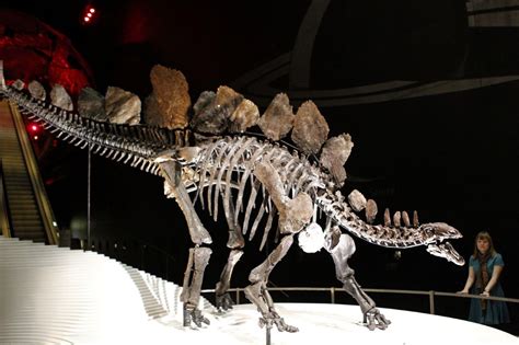 Meet Sophie: The world's most complete stegosaurus skeleton standing ...