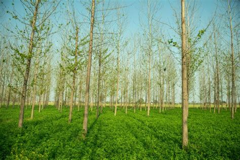 Agroforestry: Here are 5 ways it can work for your land