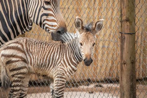 ‘Vulnerable’ zebra foal born at Paignton Zoo