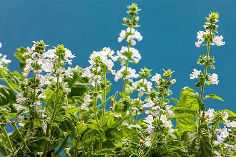 Should You Allow Basil Plants to Flower? | Gardener’s Path