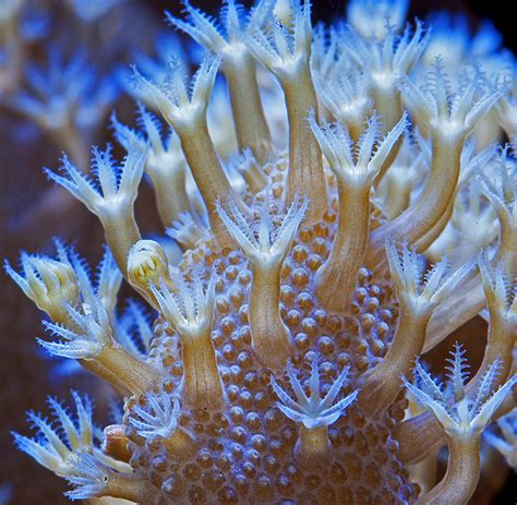 Macro Photography for Coral Reef Aquariums