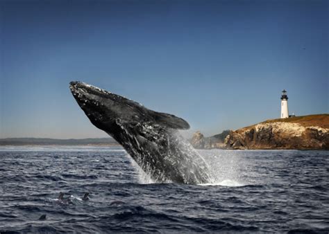 Try Something New this Holiday Season with Winter Whale Watching - Oregon Coast Visitors Association