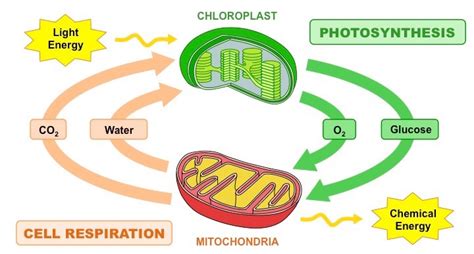 Relationship Between Photosynthesis And Respiration In Biology - FreeSkill