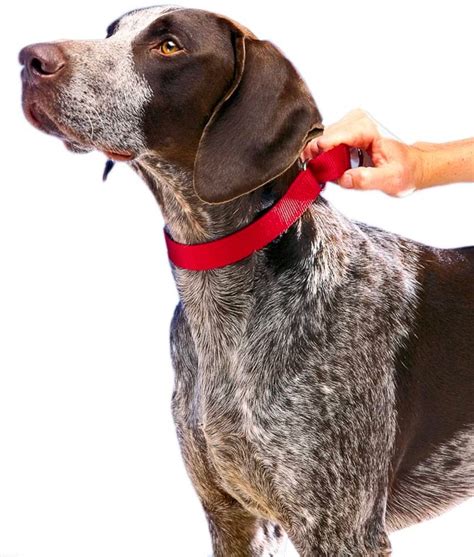 The 10 Best Dog Training Collars of 2024 - PureWow