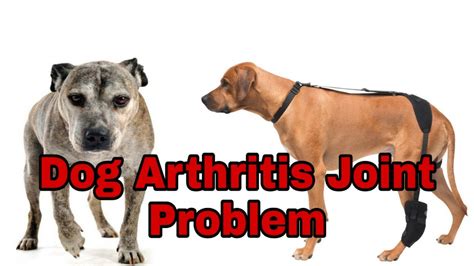 Dog Arthritis Treatment Remedy || Dog Arthritis Joint Problem - Happypet - YouTube