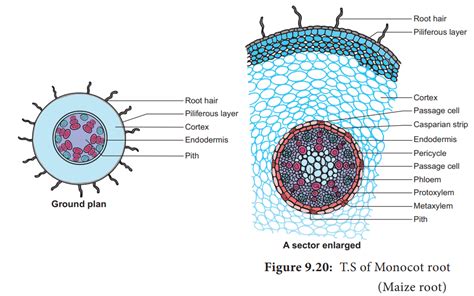 Primary Structure of Monocot Root-maize Root