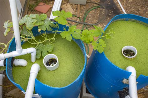 DIY Aquaponics Systems: What You Need to Know