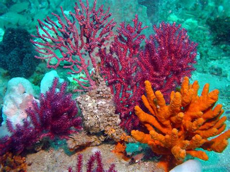 colorful coral | Beautiful sea creatures, Ocean plants, Underwater sea