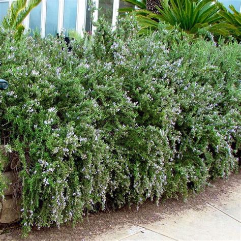 8 Best Creeping Rosemary Varieties