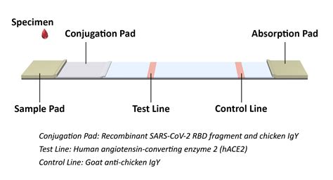 COVID-19 Neutralizing Antibody Test Kit - JOYSBIO Biotechnology