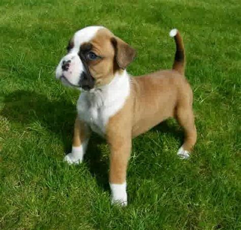 29+ Miniature Boxer Dog For Sale Image - Bleumoonproductions