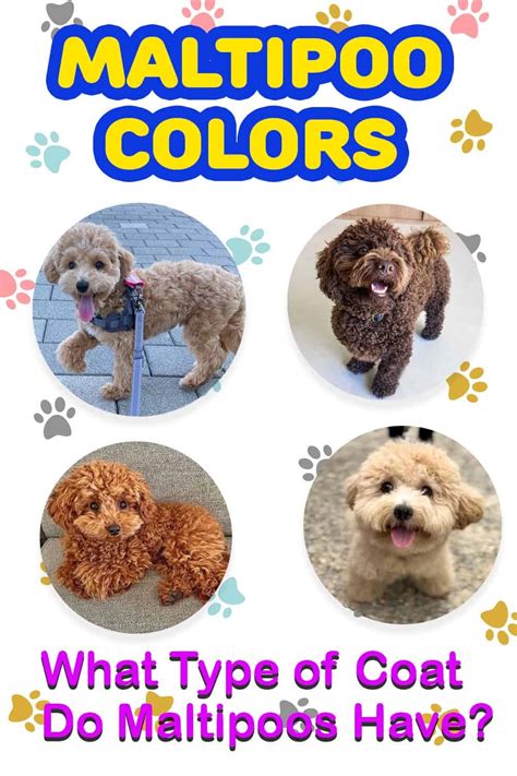 Maltipoo Colors | What Type of Coat Do Maltipoos Have?