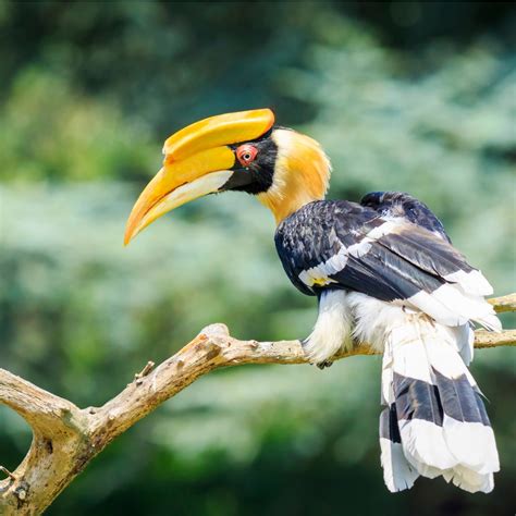 10 Facts About Hornbills, the Bird Breed That’s Getting Online Attention in S’pore Recently ...