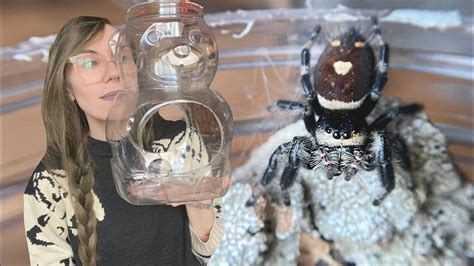 3 EASY DIY JUMPING SPIDER ENCLOSURES (and jumpy rehousings) in 2023 | Jumping spider, Pet spider ...