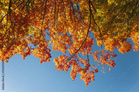 Fall Foliage New Hampshire Stock Photo | Adobe Stock