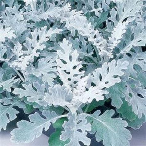 Dusty Miller Seeds Cineraria Maritima Silverdust 50 thru 5000 | Etsy | Flower seeds, Cineraria ...