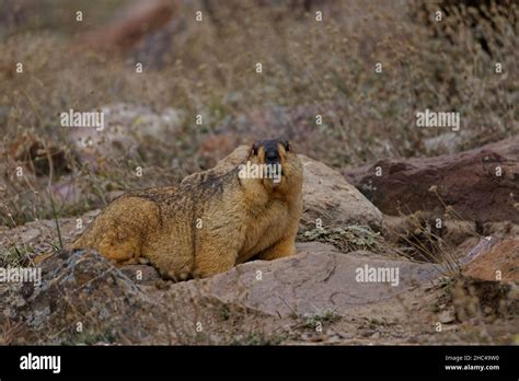 Closeup shot of a fluffy Himalayan Marmot in his habitat Stock Photo ...