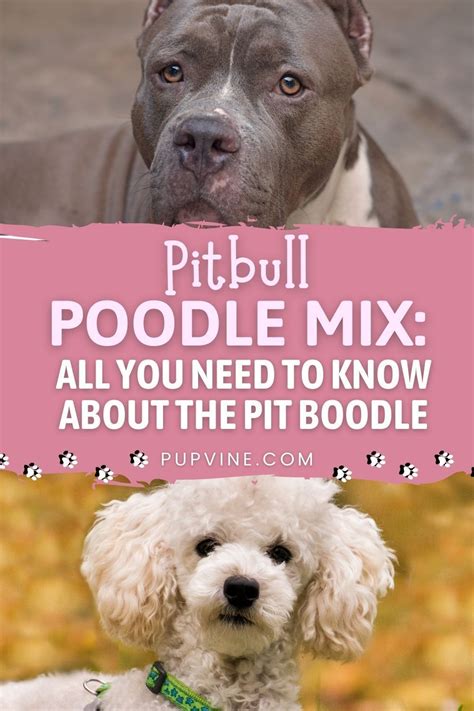 Pitbull Poodle mix – a guide to the Pit Boodle that answers frequently ...