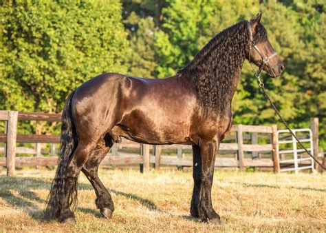 The Friesian Kind — The Papur in 2021 | Friesian, Friesian horse ...