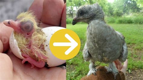 Growth of a baby pigeon: from hatching to 6 weeks old - YouTube