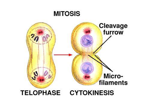 The Cell Cycle Summary | HubPages