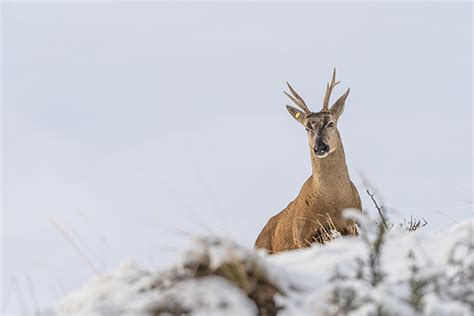 South Andean Deer Facts and Information