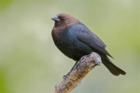 Brown Headed Cowbird - A-Z Animals