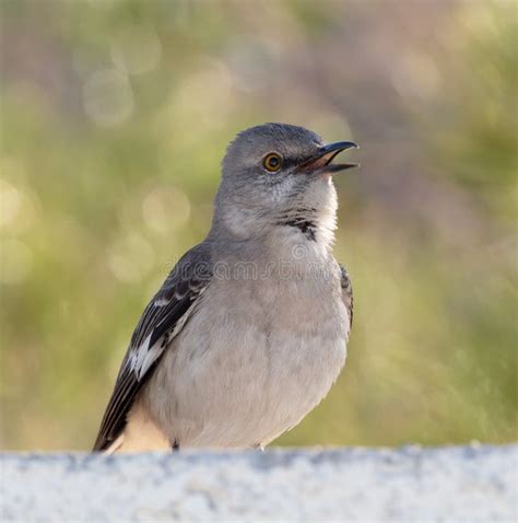 Northern Mockingbird Singing For A Mate Stock Photo - Image of north, mate: 180570876