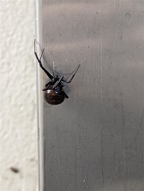 Is this a black widow? Western North Carolina. : r/whatsthisbug