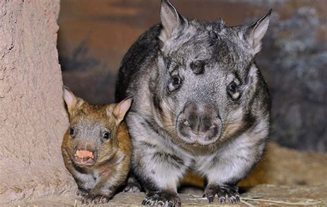 Baby Wombat Explores on Her Own at Chicago Zoo - Vetstreet | Vetstreet